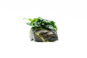 Anubias Nana Petite on Nano Driftwood Aquatic Plant - Buce Plant