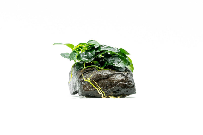 Anubias Nana Petite on Nano Driftwood Aquatic Plant - Buce Plant