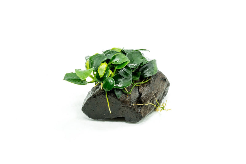 Anubias Nana Petite on Nano Driftwood Aquatic Plant - Buce Plant