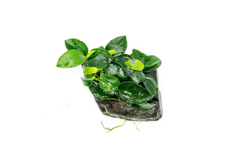 Anubias Nana Petite on Nano Driftwood Aquatic Plant - Buce Plant