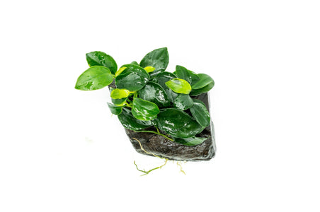 Anubias Nana Petite on Nano Driftwood — Buce Plant