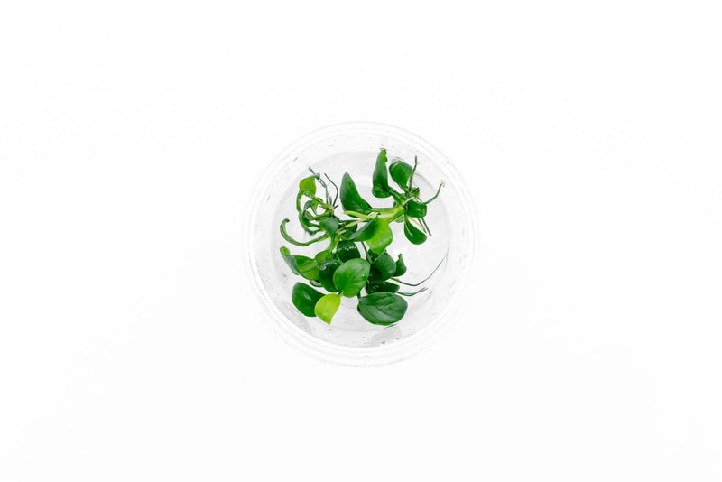 Anubias Nana Petite UNS Tissue Culture Aquatic Plant - Buce Plant