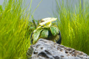 Anubias Nana Petite White aquatic plant with broad green leaves and white accents, suitable for freshwater aquariums.