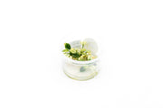 Anubias Nana Petite White Aquatic Farmer Tissue Culture Aquatic Plant - Buce Plant