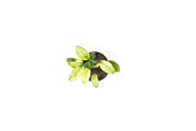 Anubias Nana Pinto Aquatic Plant - Buce Plant