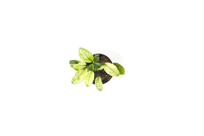 Anubias Nana Pinto Aquatic Plant - Buce Plant
