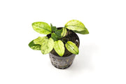 Anubias Nana Pinto Aquatic Plant - Buce Plant