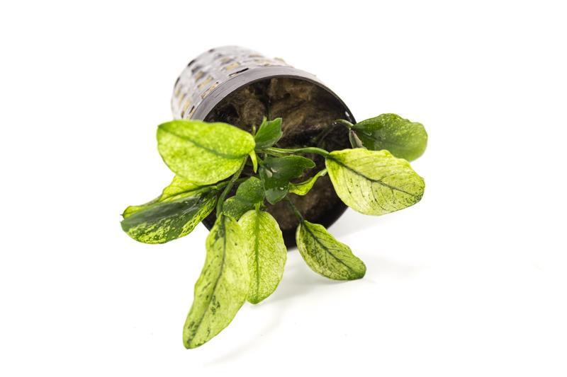 Anubias Nana Pinto Aquatic Plant - Buce Plant