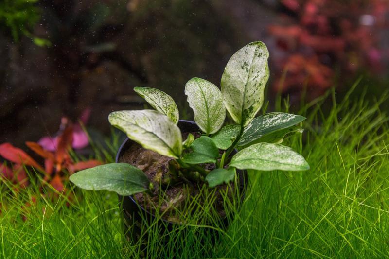 Anubias Nana Pinto Aquatic Plant - Buce Plant
