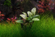 Anubias Nana Pinto Aquatic Plant - Buce Plant