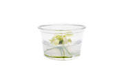 Anubias Nana Pinto Tissue Culture Tissue Culture - Buce Plant