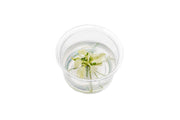 Anubias Nana Pinto Tissue Culture Tissue Culture - Buce Plant