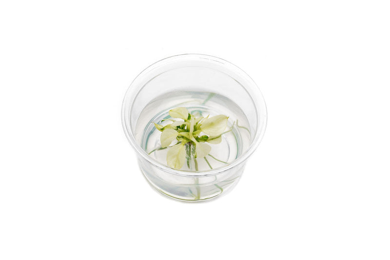Anubias Nana Pinto Tissue Culture Tissue Culture - Buce Plant