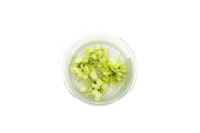 Anubias Nana Snow White Tissue Culture Aquatic Plant - Buce Plant