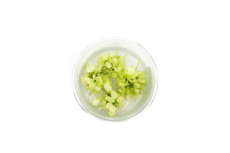 Anubias Nana Snow White Tissue Culture Aquatic Plant - Buce Plant