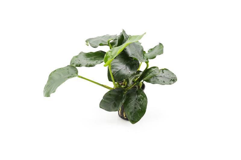 Anubias Nana Thick Leaf Aquatic Plant - Buce Plant