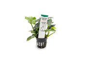 Anubias Nana Thick Leaf Aquatic Plant - Buce Plant
