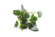 Anubias Nana Thick Leaf Aquatic Plant - Buce Plant