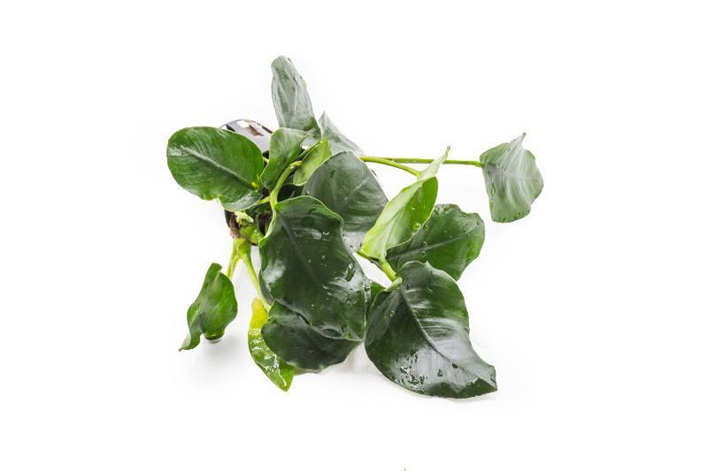 Anubias Nana Thick Leaf Aquatic Plant - Buce Plant