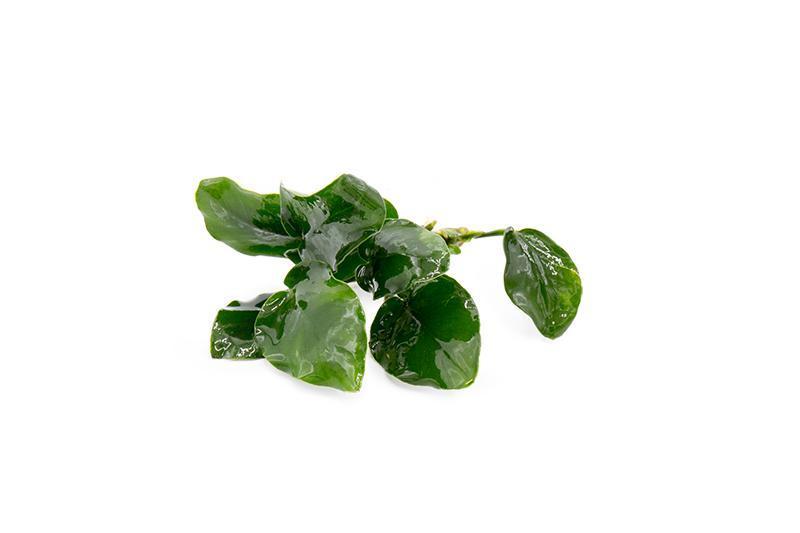 Anubias Nana Thick Leaf Aquatic Plant - Buce Plant