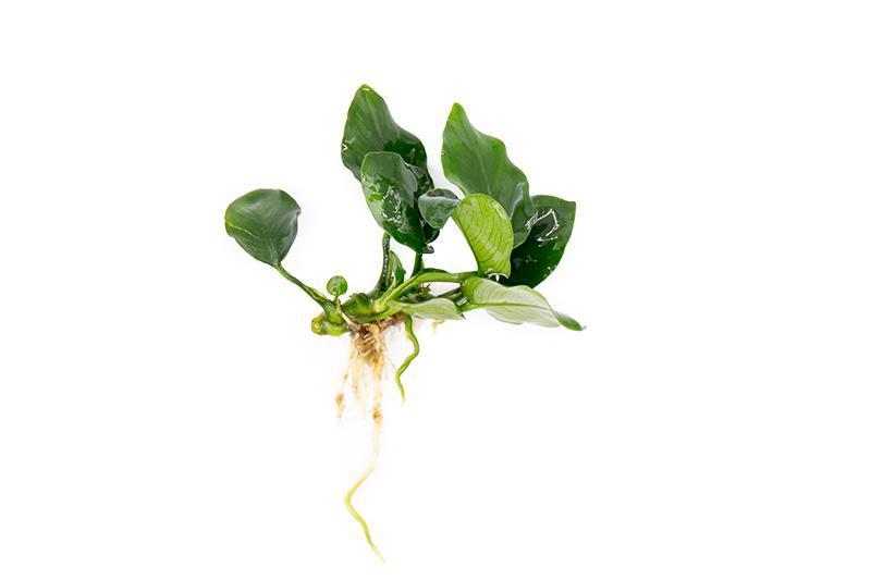 Anubias Nana Thick Leaf Aquatic Plant - Buce Plant