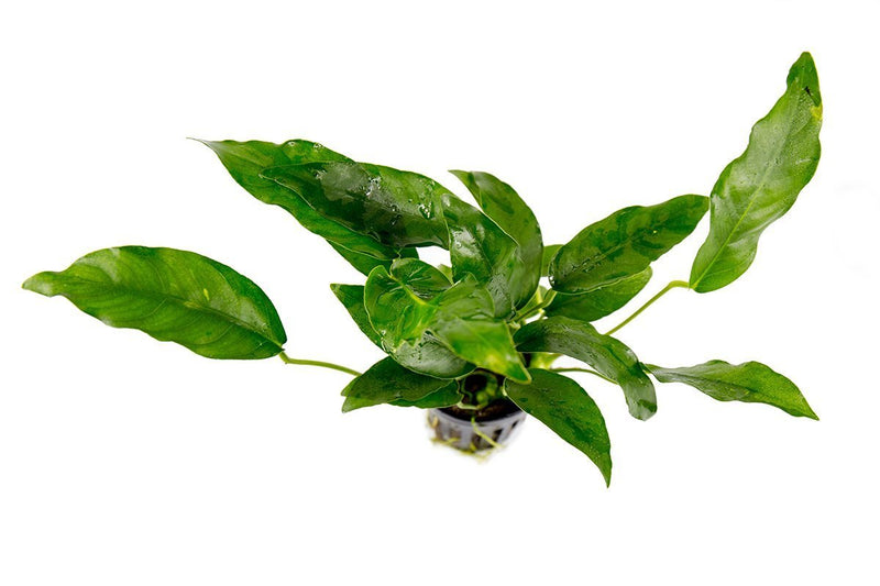 Healthy Anubias Short and Sharp aquatic plant from ACW, with vibrant green leaves ideal for freshwater aquariums.