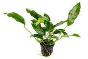 Healthy Anubias Short and Sharp aquatic plant from ACW, showcasing broad green leaves ideal for freshwater aquariums.