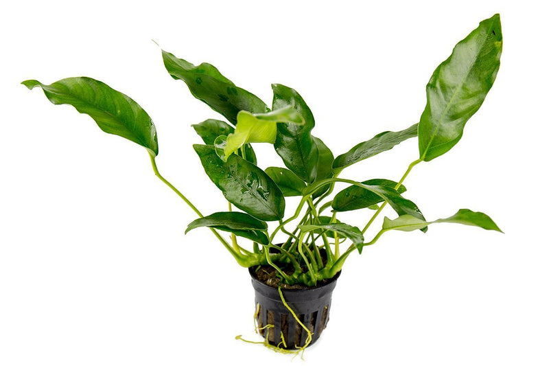 Healthy Anubias Short and Sharp aquatic plant from ACW, showcasing broad green leaves ideal for freshwater aquariums.