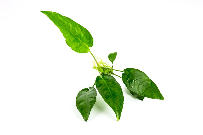 Anubias Short and Sharp aquatic plant by ACW with vibrant green leaves, suitable for freshwater aquariums.