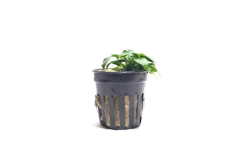 Aquatic Anubias Spear Leaf plant from ACW with long, spear-shaped green leaves for freshwater aquarium decoration.