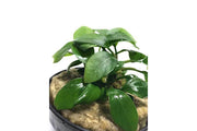 Aquatic Anubias Spear Leaf plant from ACW with long, spear-shaped green leaves suitable for freshwater aquariums.