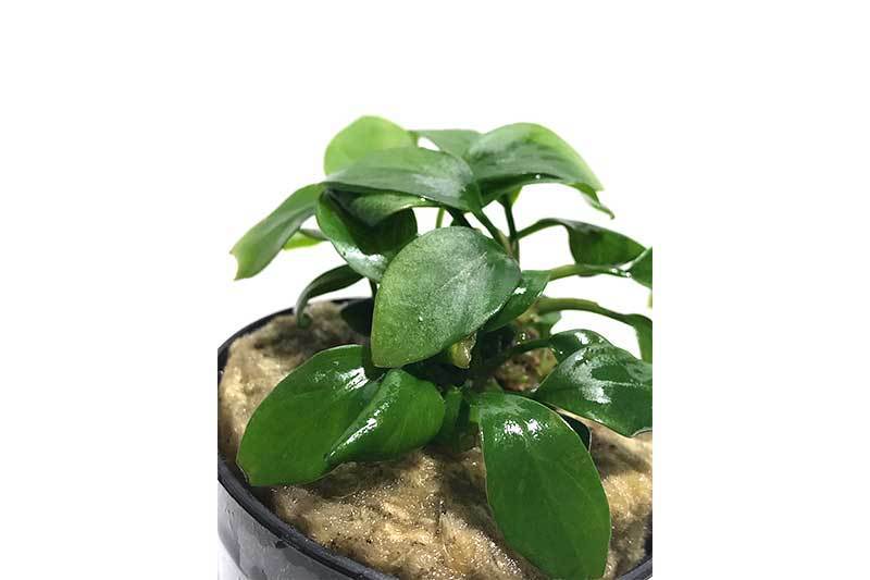 Aquatic Anubias Spear Leaf plant from ACW with long, spear-shaped green leaves suitable for freshwater aquariums.