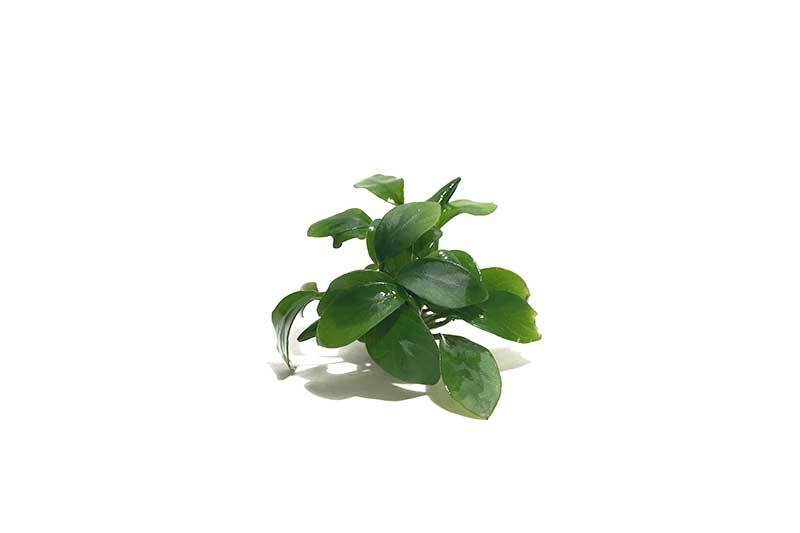 Healthy Anubias Spear Leaf aquatic plant from ACW with broad, spear-shaped green leaves suitable for freshwater aquariums.
