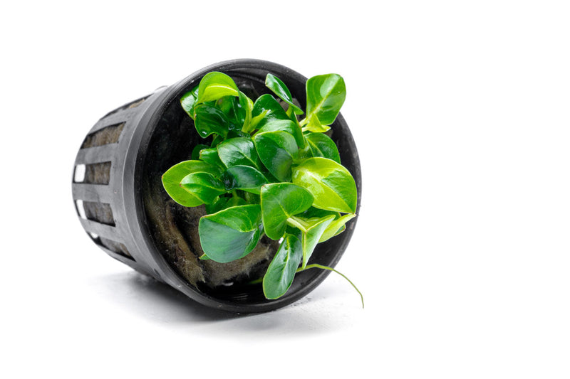 Small Anubias Stardust Mini aquatic plant by CPA with vibrant green leaves and unique star-like foliage for freshwater aquariums.