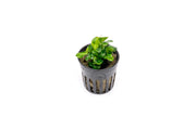 Small Anubias Stardust Mini aquatic plant from CPA with vibrant green, detailed leaves, ideal for freshwater aquariums.