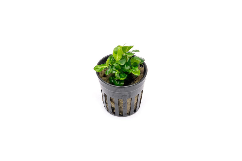 Small Anubias Stardust Mini aquatic plant from CPA with vibrant green, detailed leaves, ideal for freshwater aquariums.