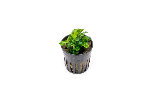 Small Anubias Stardust Mini aquatic plant from CPA with broad green leaves, ideal for freshwater aquariums.