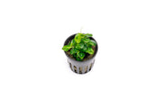 Healthy Anubias Stardust Mini aquatic plant from CPA with vibrant green leaves and unique stardust pattern, ideal for freshwater aquariums.
