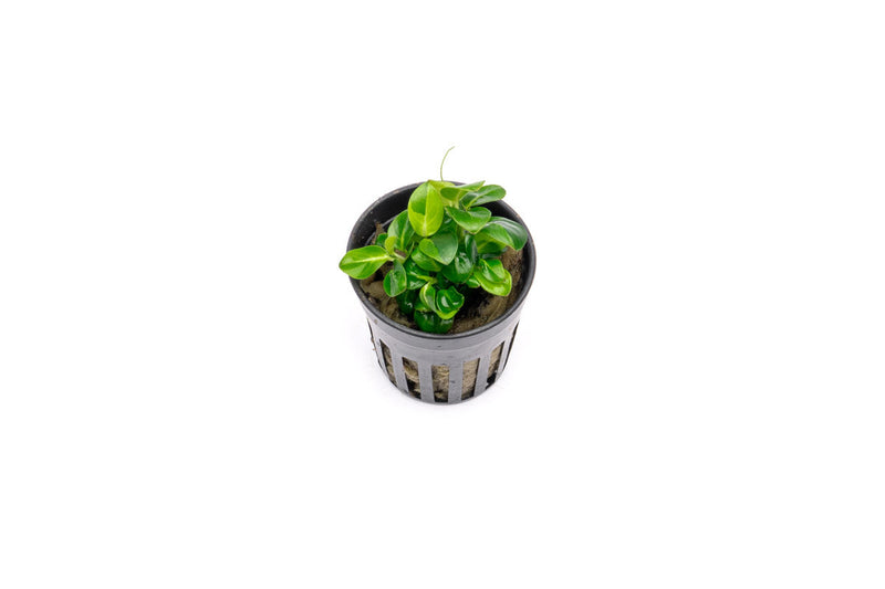 Healthy Anubias Stardust Mini aquatic plant from CPA with vibrant green leaves and unique stardust pattern, ideal for freshwater aquariums.