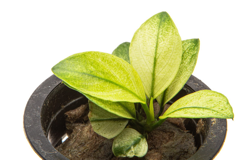 Healthy Anubias White Broad Leaf aquatic plant with large white-tinted leaves, ideal for freshwater aquariums.