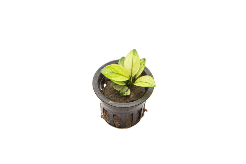White Broad Leaf Anubias aquatic plant by CPA with lush green leaves suitable for freshwater aquariums.
