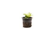 Healthy Anubias White Broad Leaf aquatic plant from CPA with broad green and white leaves suitable for freshwater aquariums.