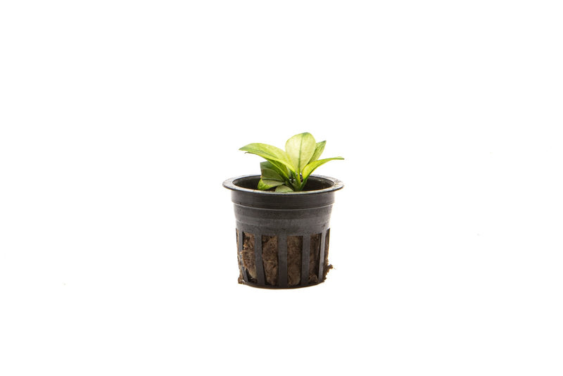 Healthy Anubias White Broad Leaf aquatic plant from CPA with broad green and white leaves suitable for freshwater aquariums.