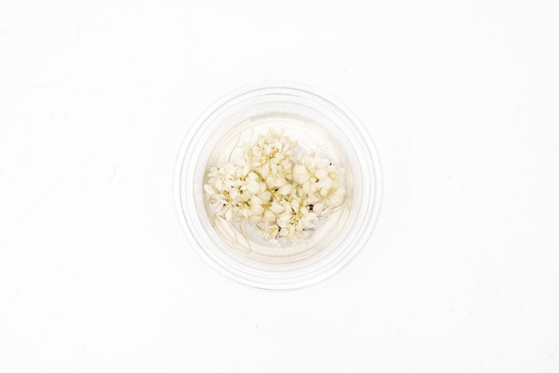 Anubias White Rose Tissue Culture Aquatic Plant - Buce Plant