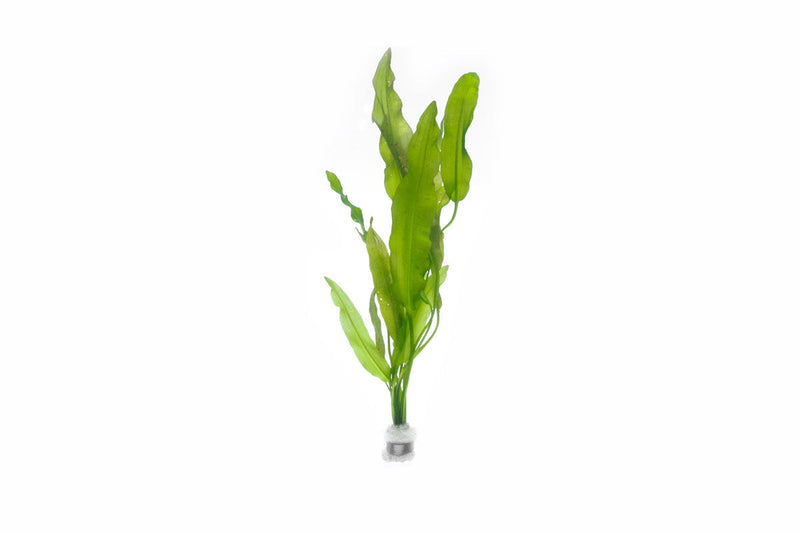 Healthy Aponogeton Crispus aquatic plant from IS with lush green leaves, ideal for freshwater aquarium decoration.