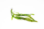 Healthy Aponogeton Crispus aquatic plant by IS, showcasing long green leaves perfect for freshwater aquariums.