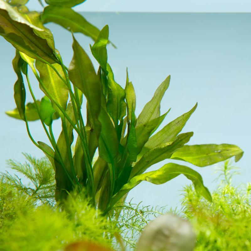 Healthy Aponogeton Crispus aquatic plant from IS with broad green leaves, ideal for freshwater aquariums.