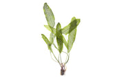 Aquatic plant Aponogeton Henkelianus bulb from IS brand, showcasing the bulb with roots and emerging leaves.