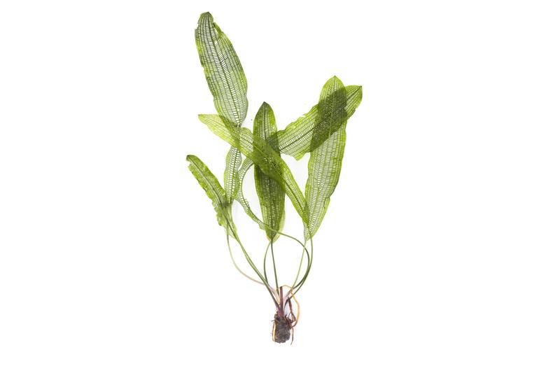 Aquatic plant Aponogeton Henkelianus bulb from IS brand, showcasing the bulb with roots and emerging leaves.