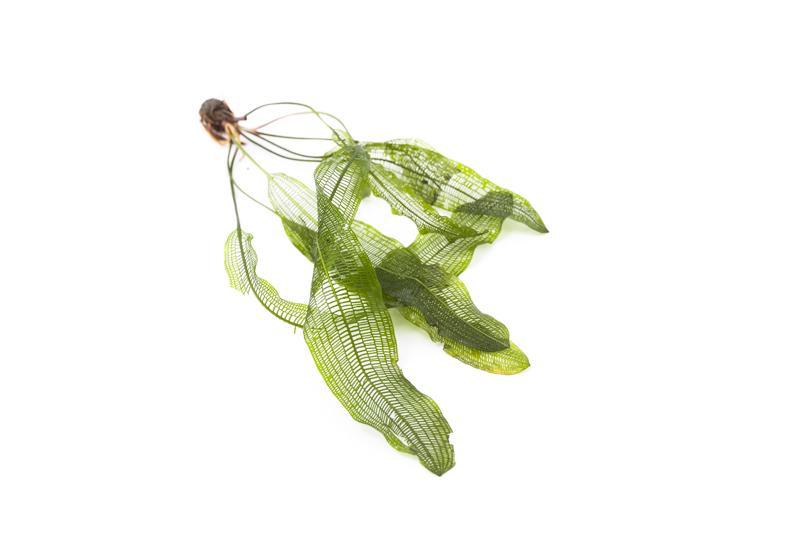 IS Aponogeton Henkelianus aquatic plant bulb with green leaves and bulb structure, suitable for freshwater aquariums.